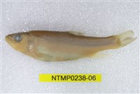 藏品(平頜鱲)的圖片